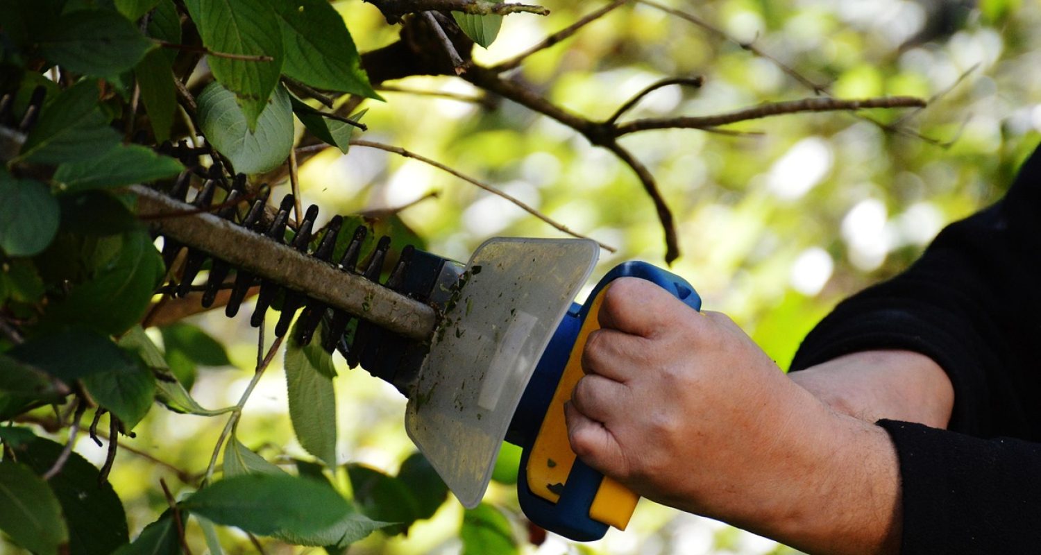 bush, to cut, gardening, gardener, section, nature, branches, garden, work, hedge trimmer